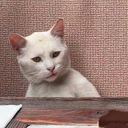 The Annoyed Cat Live Price, Chart and Marketcap