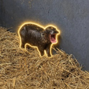 The Pygmy Hippo (TINYTANK) Live Price, Chart and Marketcap