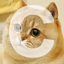 Buy Tsutsuji the Cate