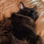 Buy Stella Cat
