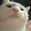 Buy Vibing Cat