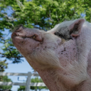 WADDLES LIVE (WADDLESLIV) Live Price, Chart and Marketcap