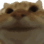 Buy yepcat